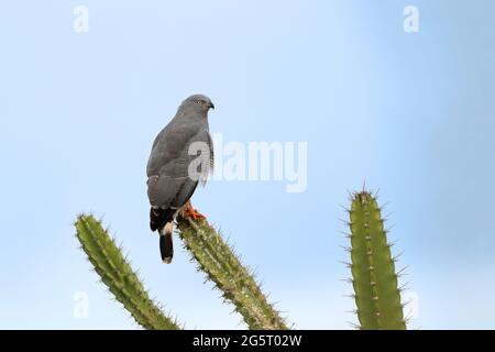 Crane Hawk (Geranospiza caerulescens) perchée sur un cactus au-dessus du ciel bleu dans le caatinga brésilien Banque D'Images