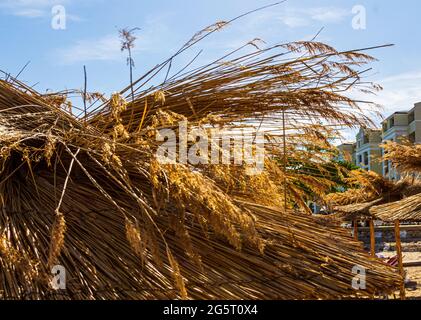 La plage au bord de la mer est des plantes sèches. Le toit de parasols sur la plage. Roseaux secs. Banque D'Images