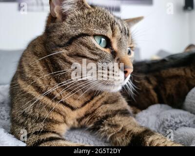 chat Kitty Banque D'Images