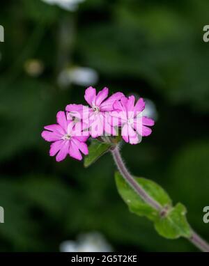 Une fleur de Verbena Banque D'Images