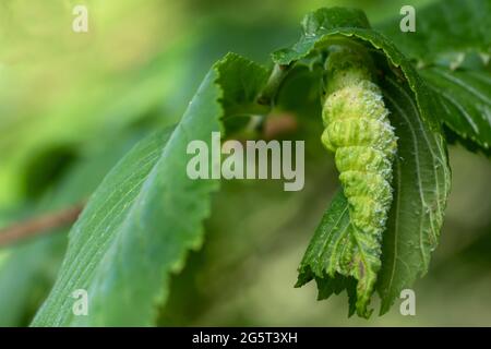 Feuille d'orme courbé. Dommages causés par le puceron de l'Elm (Eriosoma ulmi) Banque D'Images