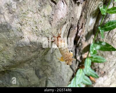 26 mai 2021, Washington, District of Columbia, USA: 52621- Chevy Chase, MD... les insectes de Ciada essaient les quartiers de Chevy Chase Maryland comme ils sortent pour faire leur apparition tous les 17 ans. Les chansons que des milliers d'entre eux chirp résonne à travers les quartiers pendant plusieurs semaines (Credit image: © Christy BoweZUMA Wire) Banque D'Images