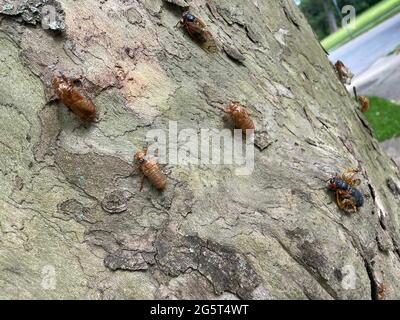 26 mai 2021, Washington, District of Columbia, USA: 52621- Chevy Chase, MD... les insectes de Ciada essaient les quartiers de Chevy Chase Maryland comme ils sortent pour faire leur apparition tous les 17 ans. Les chansons que des milliers d'entre eux chirp résonne à travers les quartiers pendant plusieurs semaines (Credit image: © Christy BoweZUMA Wire) Banque D'Images