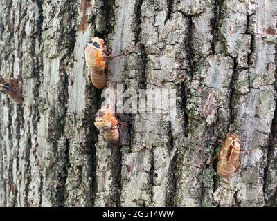 26 mai 2021, Washington, District of Columbia, USA: 52621- Chevy Chase, MD... les insectes de Ciada essaient les quartiers de Chevy Chase Maryland comme ils sortent pour faire leur apparition tous les 17 ans. Les chansons que des milliers d'entre eux chirp résonne à travers les quartiers pendant plusieurs semaines (Credit image: © Christy BoweZUMA Wire) Banque D'Images