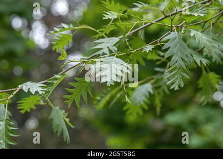 Alder de Laciniate (Alnus glutinosa 'laciniata', Alnus glutinosa laciniata), branche avec feuilles de cultivar laciniata Banque D'Images