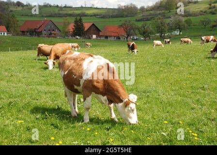 Bovins domestiques (Bos primigenius F. taurus), vaches en pâturage dans un pré, Allemagne, Bade-Wurtemberg, Alb souabe Banque D'Images