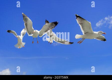 Goéland argenté (Larus argentatus), quatre goélands volants dans le ciel, pays-Bas Banque D'Images