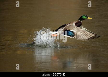 mallard (Anas platyrhynchos), drake prend l'eau, Allemagne, Bade-Wurtemberg Banque D'Images