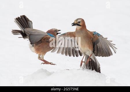 jay (Garrulus glandarius), deux Jays de combat dans la neige, Allemagne, Basse-Saxe Banque D'Images