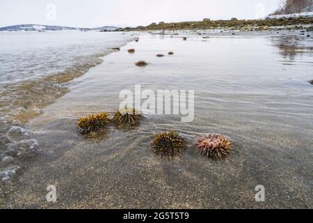 Oursin vert, oursin du Nord, oursin du Nord (Strongylocentrotus droebachiensis), oursin de mer sur la plage à marée basse, Norvège, Troms, Banque D'Images