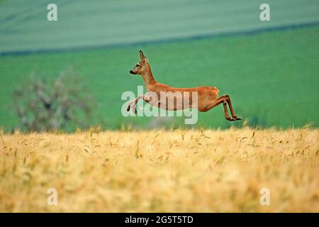 Cerf de virginie (Capranolus capranolus), fuyant une femelle dans un champ de céréales en été, Allemagne Banque D'Images