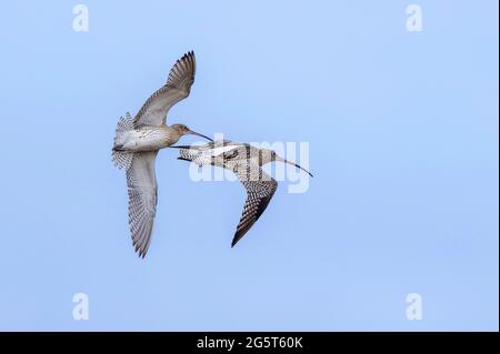 curlew occidental (Numenius arquata), deux couvre-feux occidentaux en vol, Allemagne, Mecklenburg-Poméranie occidentale Banque D'Images