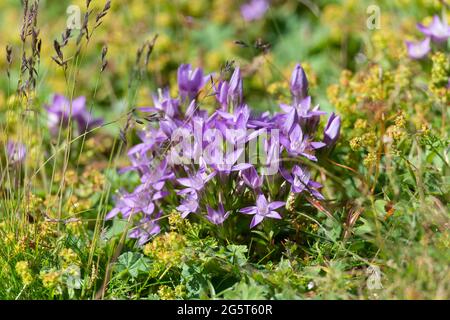 Gentian allemand, Gentiane chilterne (Gentiana germanica, Gentianella germanica), floraison, Allemagne, Bavière Banque D'Images