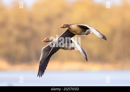 Grylag Oies (Anser anser), paire volante, Allemagne, Bavière, lac Chiemsee Banque D'Images