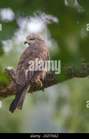 Cerf-volant noir, cerf-volant à bec jaune (Milvus migrans), perché sur une branche, Allemagne, Bavière Banque D'Images