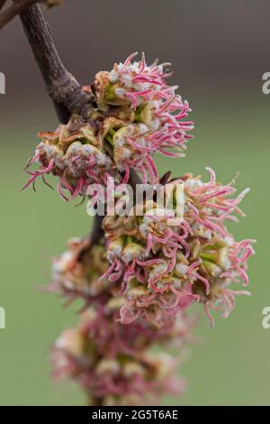 Érable argenté, érable blanc, érable à paupières (Acer saccharinum), branche en fleur Banque D'Images