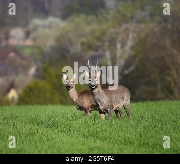 cerf de virginie (Caperolus caperolus), buck et doe dans un champ au printemps, Allemagne, Bade-Wurtemberg Banque D'Images