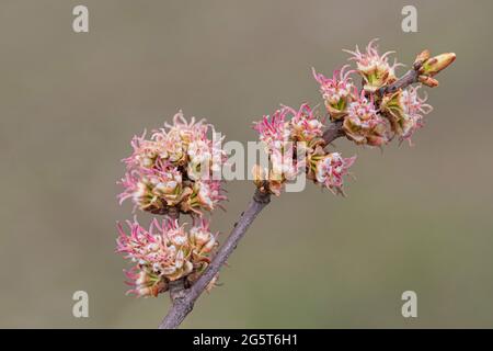 Érable argenté, érable blanc, érable à paupières (Acer saccharinum), branche en fleur Banque D'Images