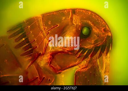 Puce de chat (Ctenocephalides felis), fond noir et image IRM d'une tête de puce Banque D'Images