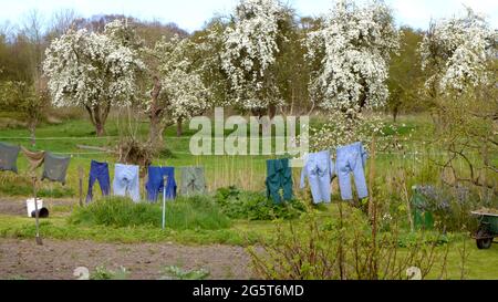 Vie de pays - vêtements de travail sur une ligne devant les arbres fruitiers en fleurs, Allemagne Banque D'Images