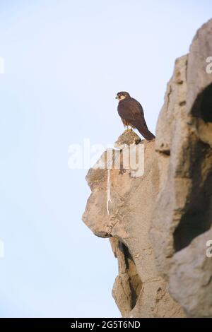 le faucon d'Eleonora (Falco eleonorae), perché sur un mur de rochers, en Italie, à Sardegna Banque D'Images