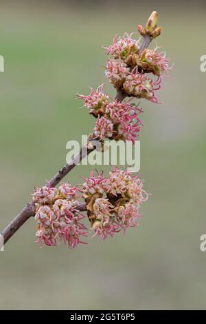 Érable argenté, érable blanc, érable à paupières (Acer saccharinum), branche en fleur Banque D'Images