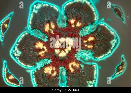 Che-Oak (Casuarina spec.), coupe transversale d'une aiguille Casuarina, microscope léger, image fluorescente Banque D'Images