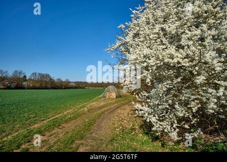 Prune de cerise, prune de Myrobalan (Prunus cerasifera), prune de cerise sauvage à côté d'un champ, Allemagne, Hesse Banque D'Images