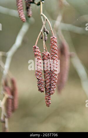 Pin noir d'Europe, l'aulne (Alnus glutinosa), homme chatons, Allemagne Banque D'Images