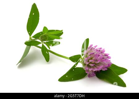 Fleur de trèfle avec feuilles isolées sur fond blanc Banque D'Images