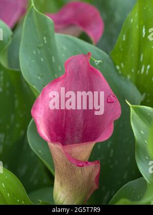 Gros plan de Zantedeschia 'charme rouge' CALLA LILY Banque D'Images