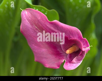 Gros plan de Zantedeschia 'charme rouge' CALLA LILY Banque D'Images