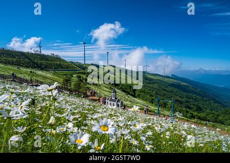 Photo macro des daises contre le ciel bleu Banque D'Images