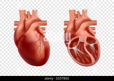 anatomie 3d du cœur humain avec coupe transversale et vue non coupée. Correction anatomique du cœur réaliste Illustration de Vecteur