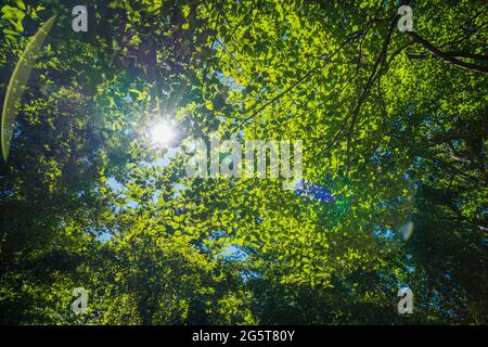 Le soleil brille à travers les feuilles Banque D'Images
