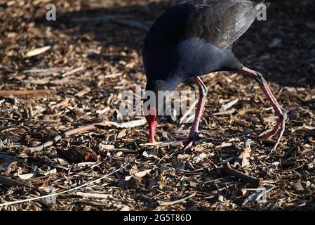 Gros plan d'un marécages Australasien, également connu comme un pukeko, se pencher vers le bas pour peck aux débris des arbres voisins Banque D'Images