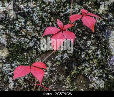 Vignes rouges contre une falaise dans l'Interstate State Park, St. Croix Falls, Wisconsin, États-Unis. Banque D'Images