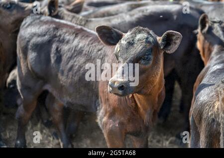 Veaux Black Angus en corral. Banque D'Images