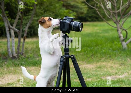 Jack pour chien russell terrier prend des photos sur un trépied à l'extérieur. Banque D'Images