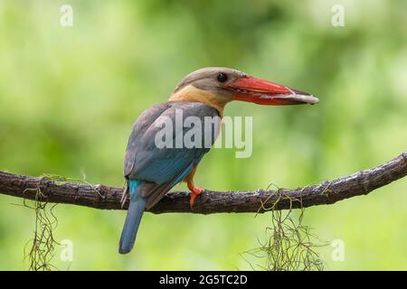 un énorme kingfisher à la facture d'un grand orage sur un beau perchoir Banque D'Images