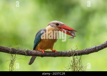 un énorme kingfisher à la facture d'un grand orage sur un beau perchoir Banque D'Images