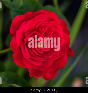 Braithwaite, Auscrim 'LD' English Rose, fransk ros (Rosa) Banque D'Images