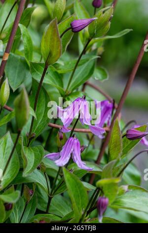 'Floris V' clematis solitaires, Helbladig klematis (Clematis integrifolia) Banque D'Images