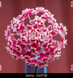 'Argent' Waxplant Röd, porslinsblomma (Hoya pubicalyx) Banque D'Images