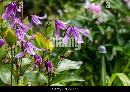 'Floris V' clematis solitaires, Helbladig klematis (Clematis integrifolia) Banque D'Images