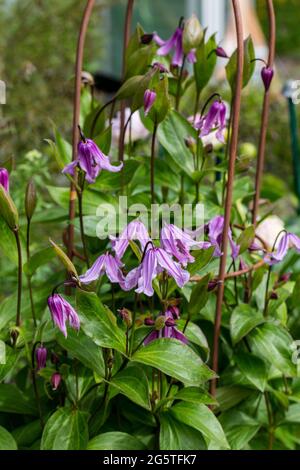 'Floris V' clematis solitaires, Helbladig klematis (Clematis integrifolia) Banque D'Images