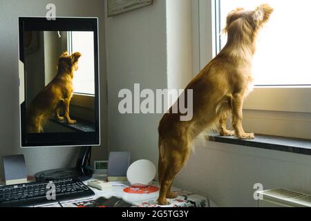 Chien se penchant hors de la fenêtre sur la table de travail avec un ordinateur et un moniteur vertical Banque D'Images