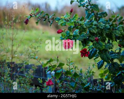 Pluie tombant sur les fleurs rouges et les feuilles de la plante Hiawatha Hibiscus dans un jardin côtier australien subtropical, brillant, se tenant debout lors d'une journée d'hiver Banque D'Images