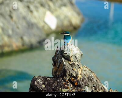 Les oiseaux australiens, les plumes bleu turquoise vert de l'oiseau de Kingfisher sacré correspondant à la couleur de l'eau dans la piscine de roche derrière elle. Banque D'Images