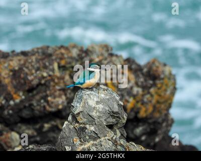 Les oiseaux australiens, les couleurs frappantes de l'oiseau de Kingfisher sacré, avec ses plumes bleu turquoise vert brillant, perchées sur un rocher au bord de la mer Banque D'Images